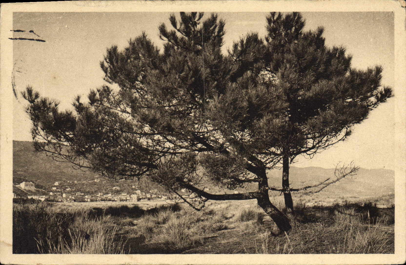 Pins et LE BARANDOU — Ville de La Garoupe (Var) — éditeur non visible