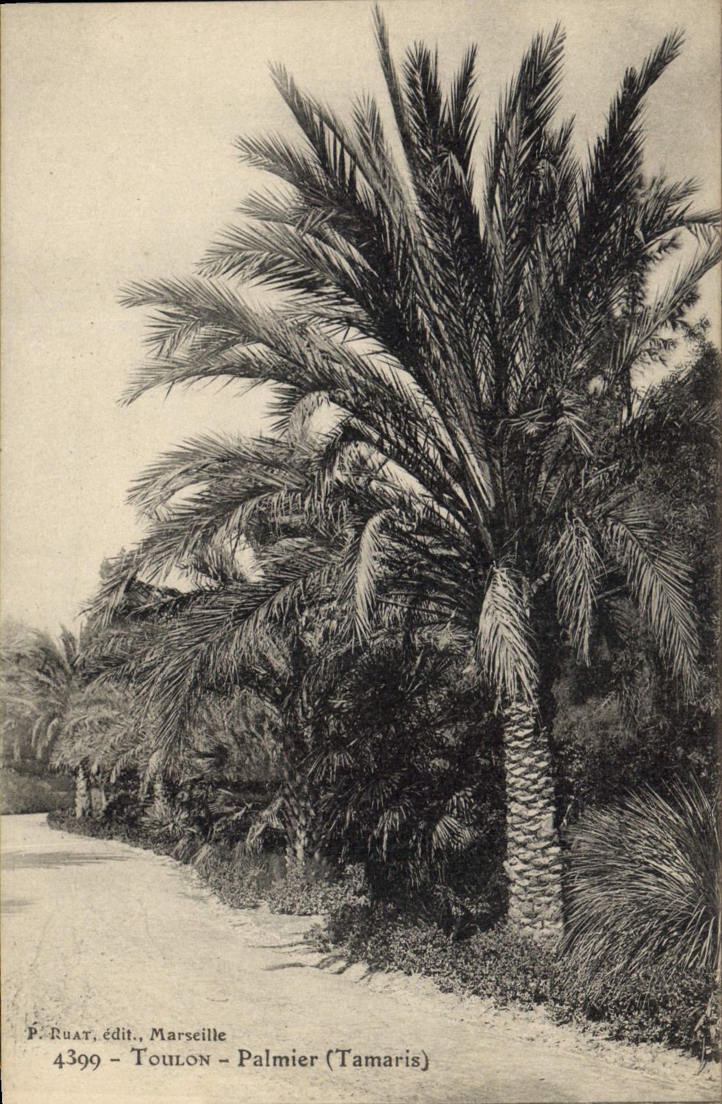 CPA Toulon Palmier Tamaris 