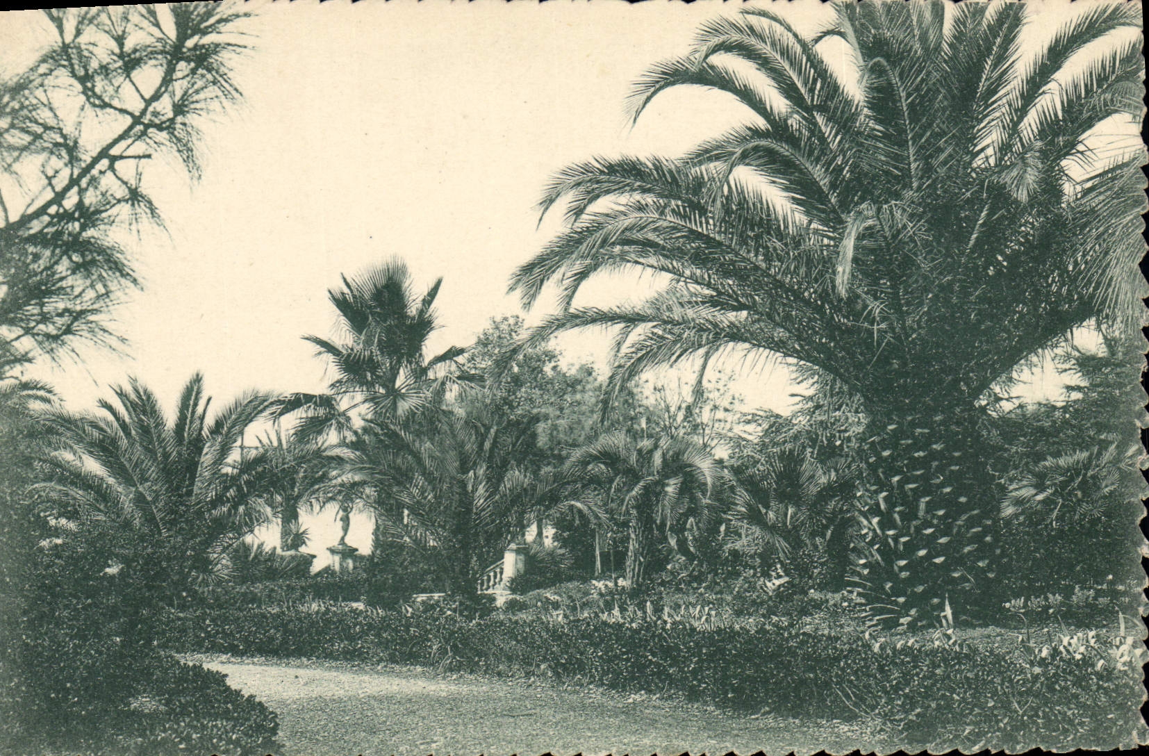 Jardin de palmiers à Le Mourillon — La Côte d'Azur — Éditeur La Côte d'Azur, n° 15204