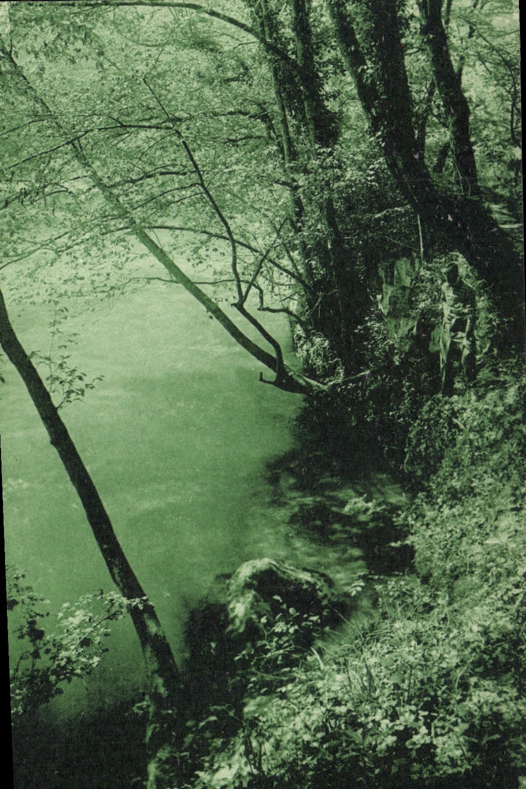 La Colle-sur-Loup — Bords du Loup — Vve Joseph Raymond