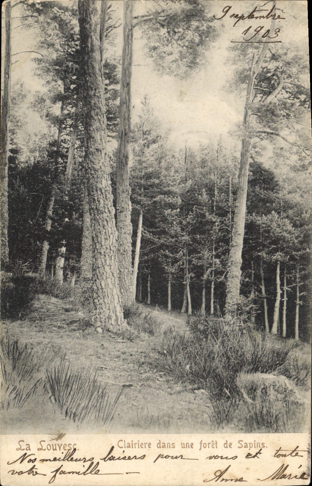 La Louyvesse — Clairière dans une forêt de Sapins — D. Pailliet, Lyon Importé.