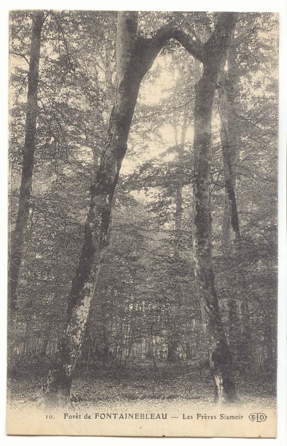 Forêt de FONTAINEBLEAU — Les Frères Siamoire