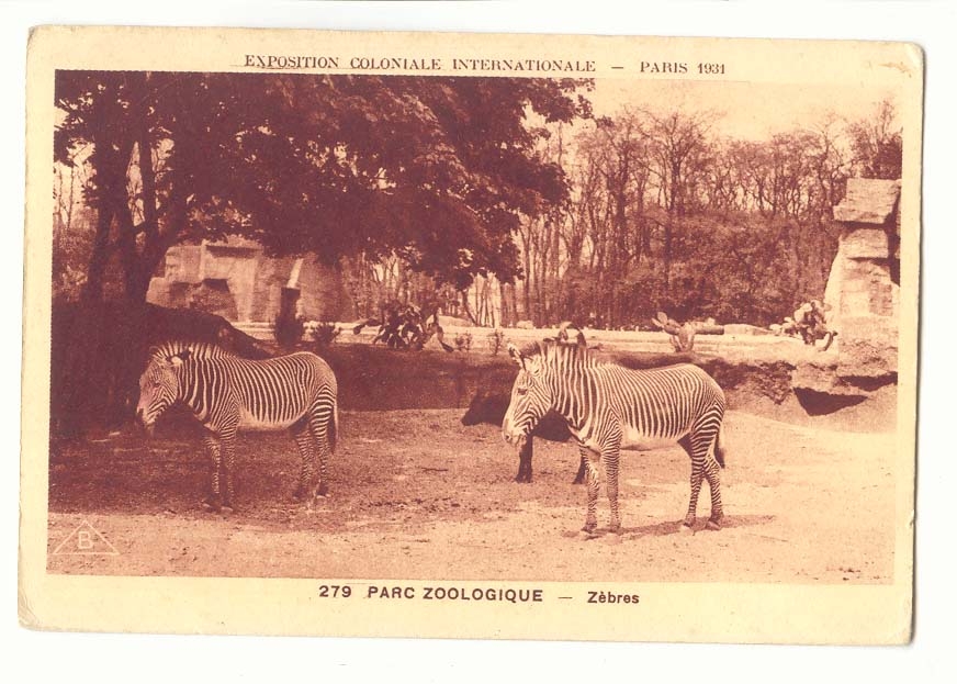 Parc Zoologique — Zèbres — Exposition Coloniale Internationale — Paris 1931