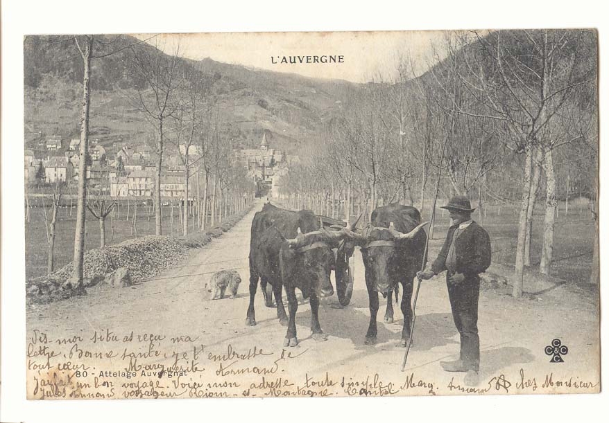 L'Auvergne CPA Attelage Auvergnat (boeufs) TOP