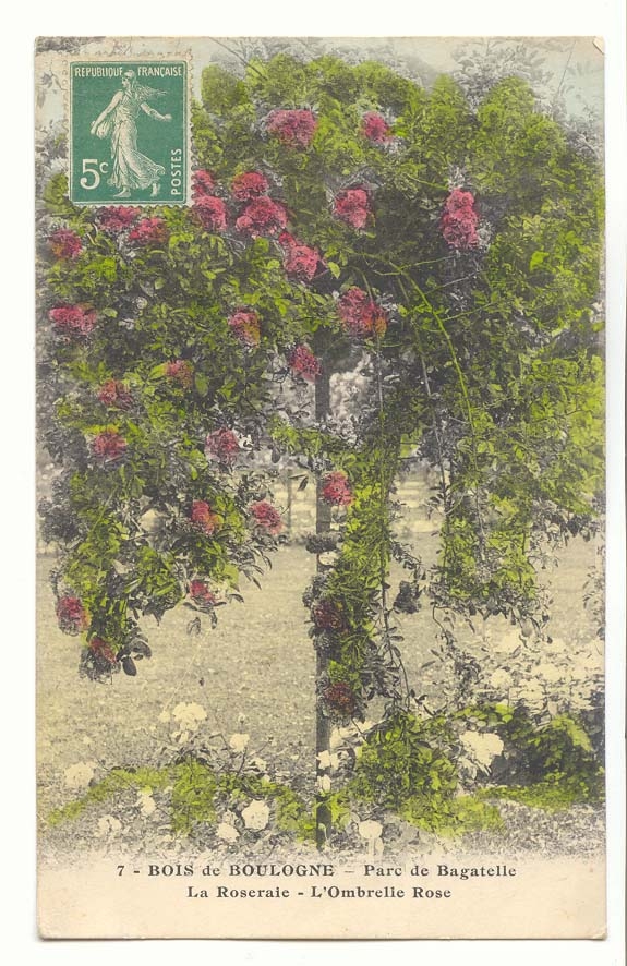 Bois de Boulogne CPA Parc de Bagatelle La Roseraie L'ombrelle Rose