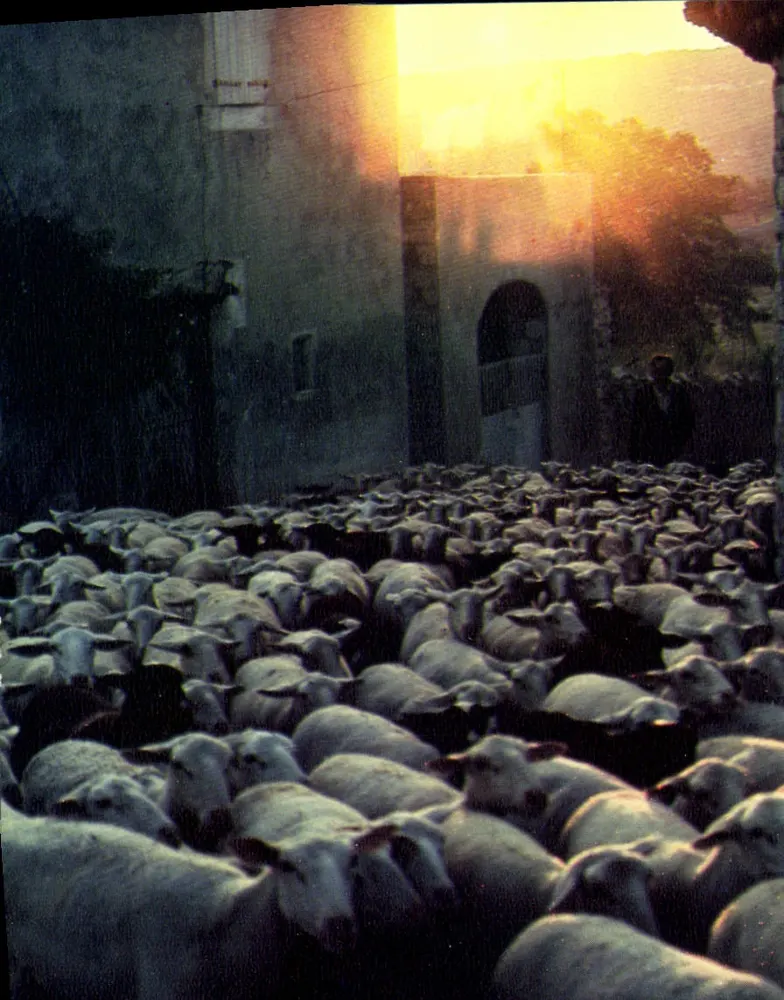 Le Plateau des Gras — Bei den ersten Sonnenstrahlen, das Verlassen der Herde — cap theojac n°070537 - Vorderseite