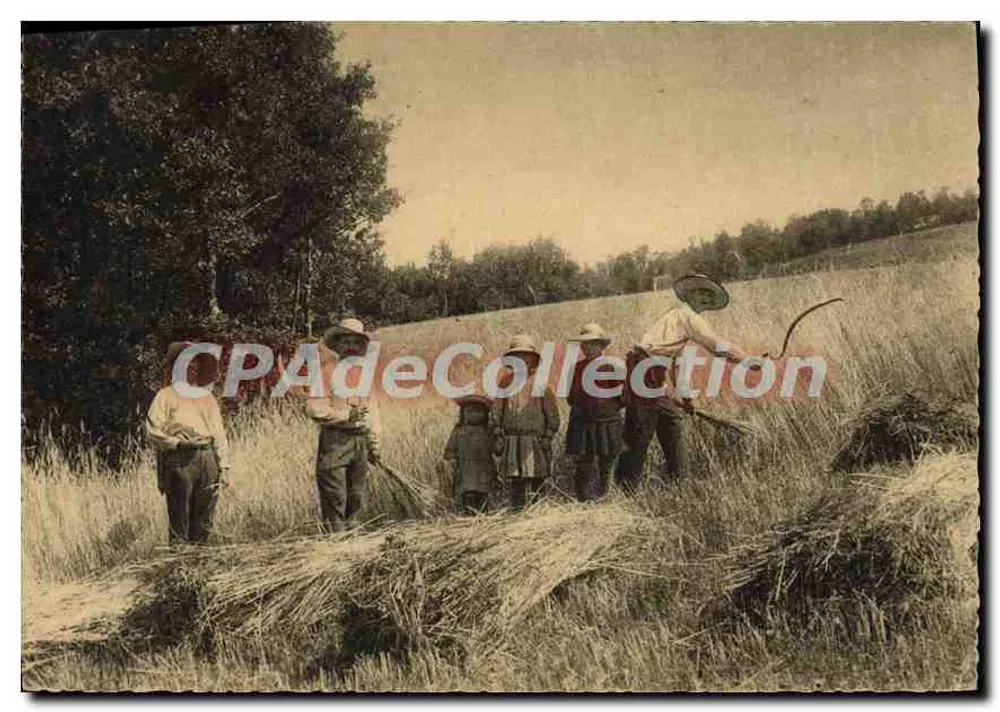 En Auvergne — La Moisson — Éditions M. L. Z. - Apriliac - Recto