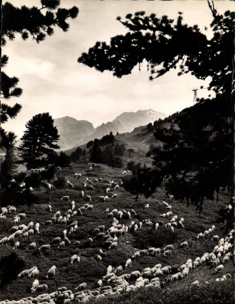 Ovelhas em alpino — As Belas Alpes Francesas — Edição de Arte Andris, Grenoble - Frente