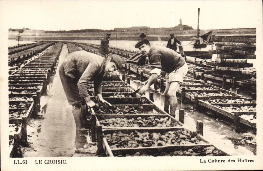 Le Croisic — Oyster Farming — LL.61 — Cie des Arts Photoméca - Vorderseite
