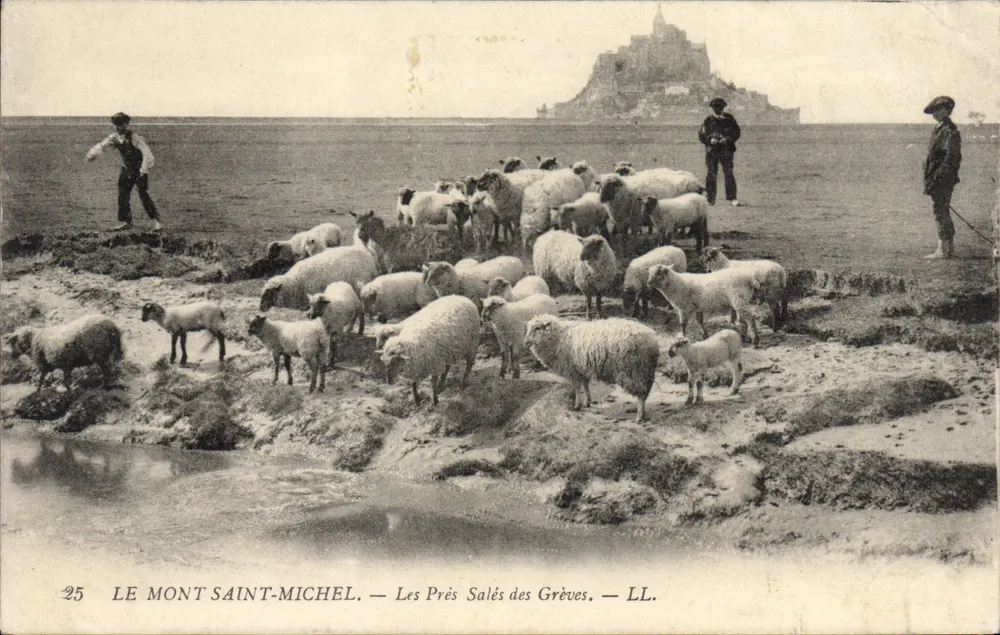 Mont Saint-Michel — Die Salzweiden der Grèves — LL. - Vorderseite