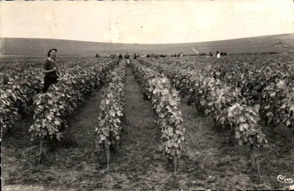Colheita na Champagne — Fotografia de Cim — n°11 - Frente