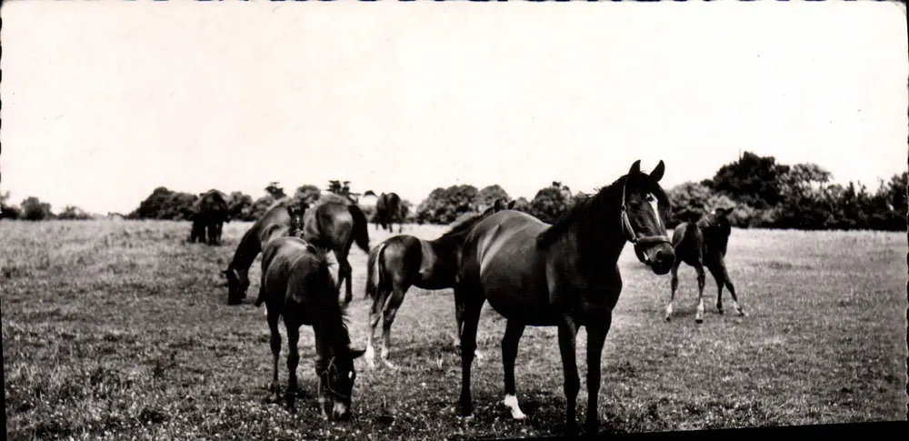 Haras-du-Pin (Orne) — Cavalo Puro Sangue no Piquete — Edições Gaby, Nantes - Frente