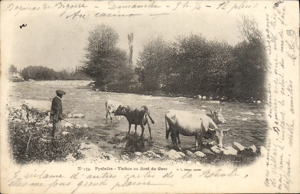 Koeien aan de rand van de Gave — Pyreneeën — Uitgever T. T., Lourdes, n° 179 - Voorkant
