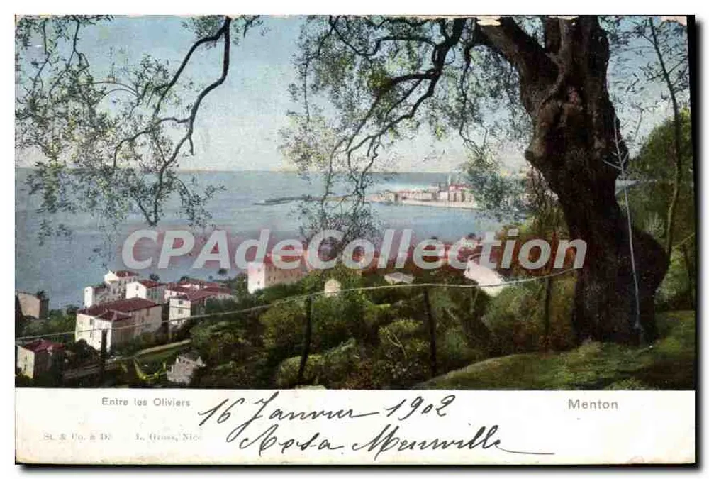 Menton — Uitzicht tussen oliven — St. & D. & L. Gross, Nice - Voorkant