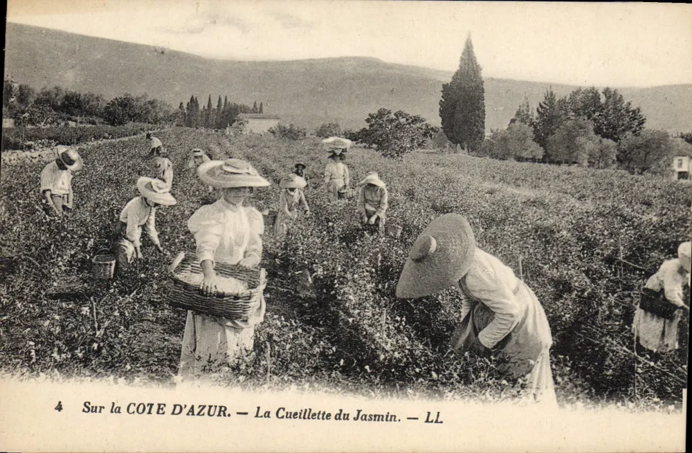 Na CÔTE D'AZUR — A Colheita do Jasmim — LL - Frente