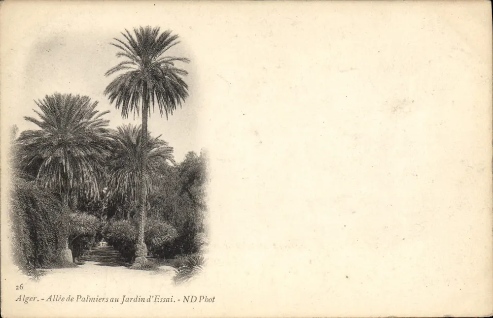 Alger — Allée de Palmiers au Jardin d'Essai — ND Phot - Recto