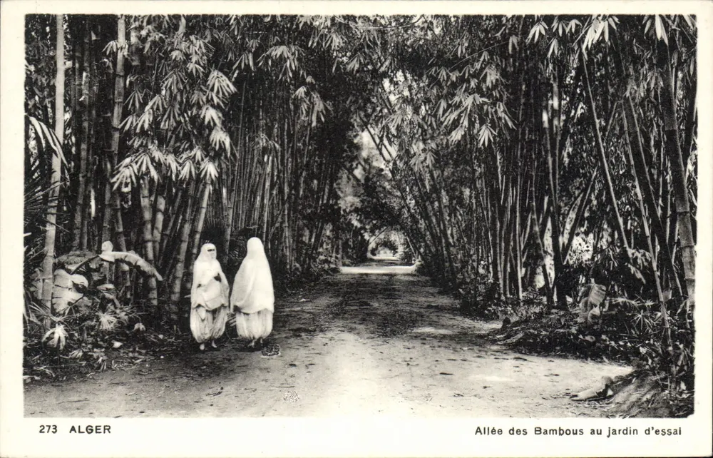 Bambusallee im Versuchsgarten — Algerien — Edition L. & Y. Alger, Nr. 273 - Vorderseite