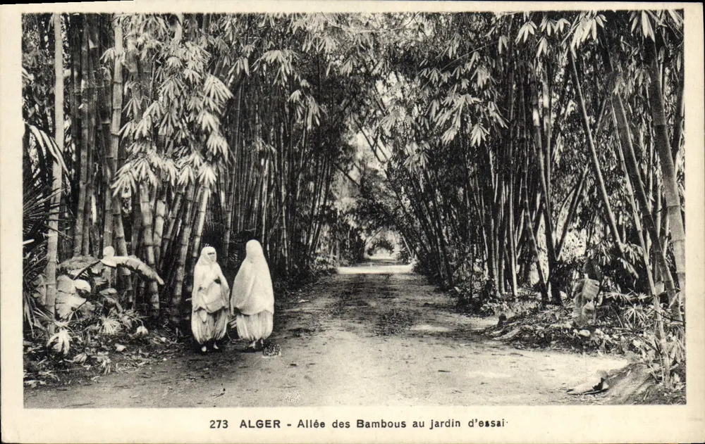 Algier - Bambusallee im Versuchsgarten — Verlag: 273 - Vorderseite