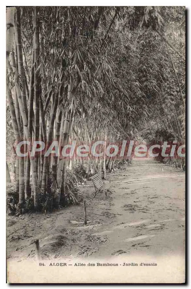 Algier - Bambusallee - Versuchsgarten — Vintage Postcard/Antike Ansichtskarte, n°84 - Vorderseite