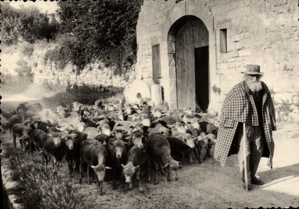 Béziers — Schafe und Schäfer — Les Belles Images de Provence, n°13 - Vorderseite