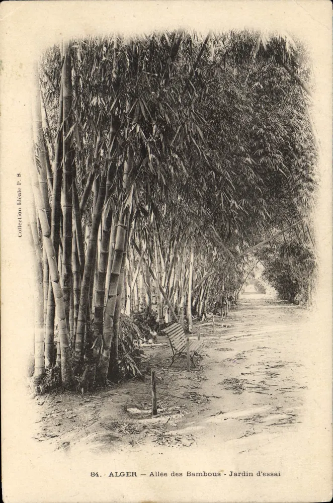 ALGER — Bambusallee — Versuchsgarten — Sammlung Riteale P. 8 - Vorderseite