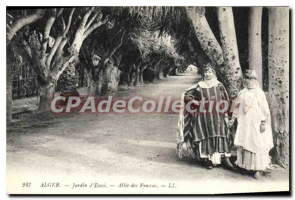 Algier. Versuchsgarten — Allee der Fyuccas — LL.. - Vorderseite