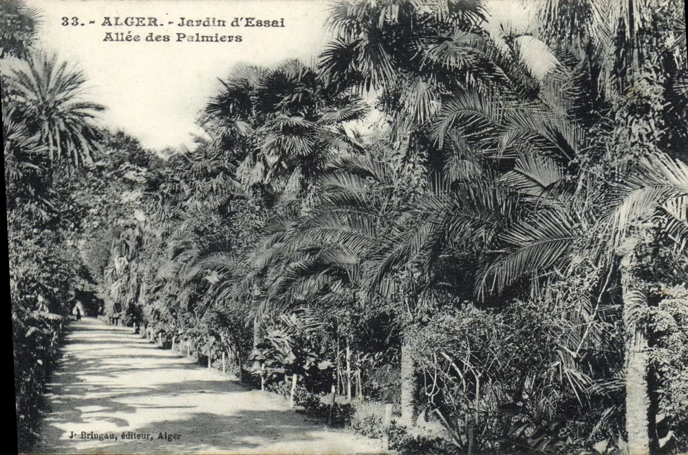 Algier - Versuchsgarten - Palmengasse — J. Bringau, Verleger, Algier - Vorderseite