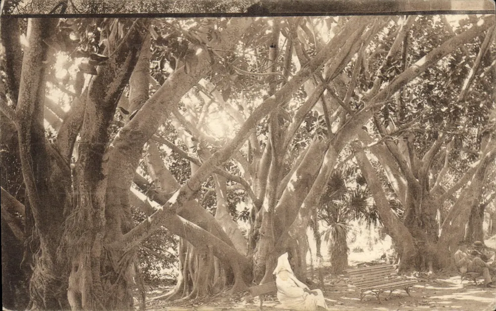 Jardin d'Essai — Algier — J. Geiser, Fot. Algier - Vorderseite