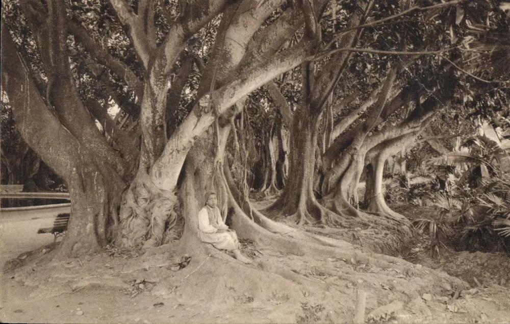 Jardim de Ensaios — Vista no jardim de Ensaios — Carta Postal de Luxo - Frente