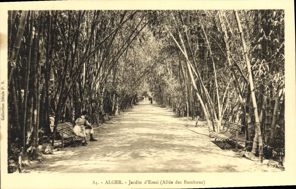 Algier - Versuchsgarten (Bambusallee) — Ideal Collection P. S. n°84 - Vorderseite