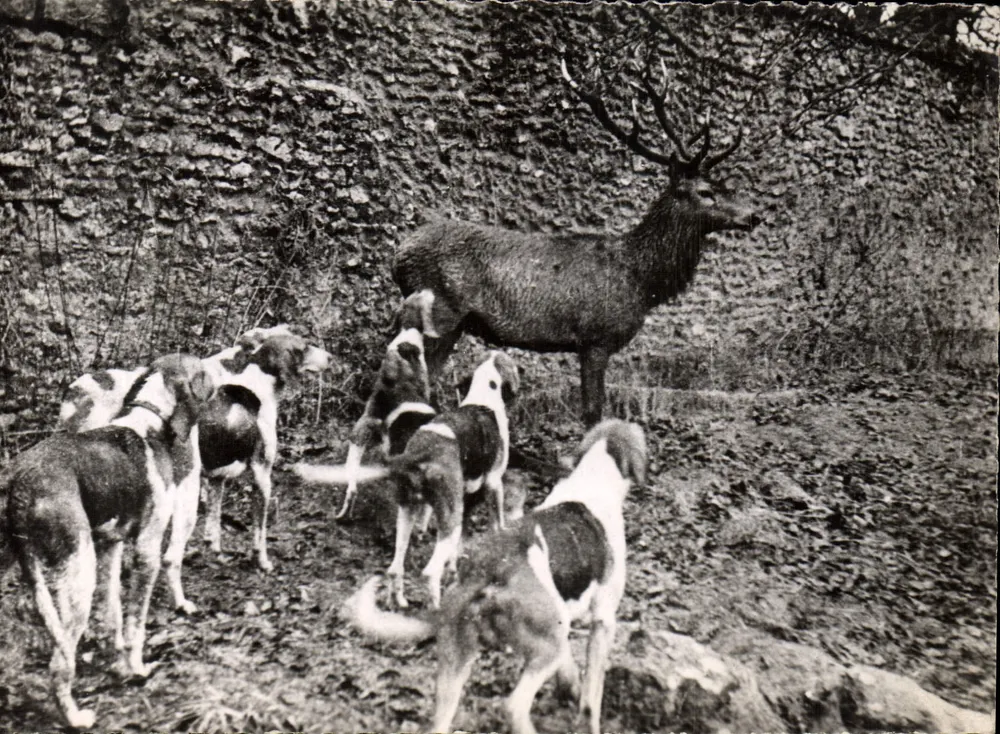 Hirschjagd — Saint-léger-en-Yvelines — Verlag M. Aube, n°15 - Vorderseite