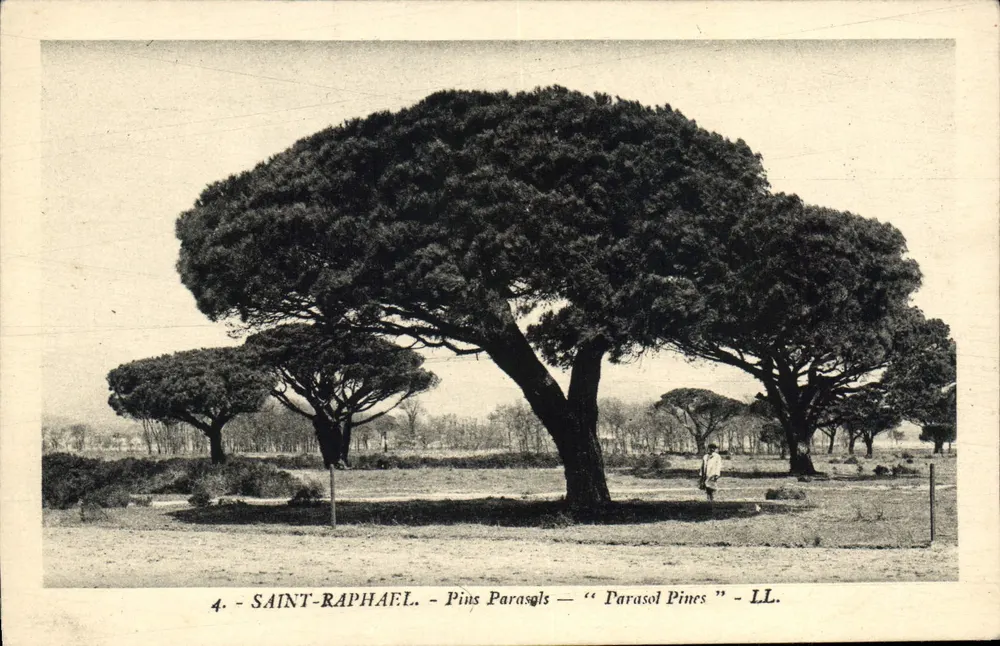 Saint-Raphaël - Pinhas de guarda-sol — LL. - Frente