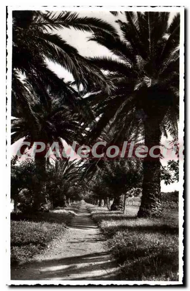 Allée de Pardigon — Cavalaire-sur-Mer — Edição REX-Photo - Frente