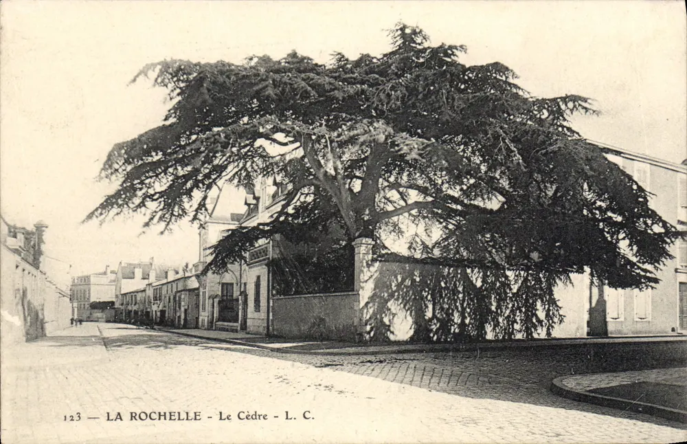 La Rochelle — O Cedro — L. C. — n°123 - Frente