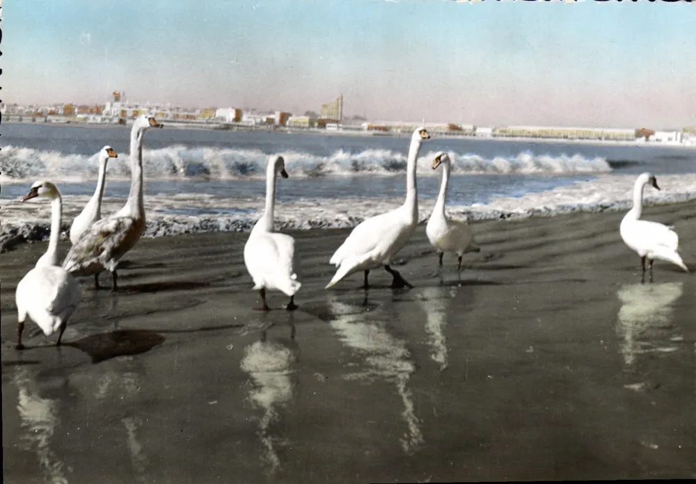 Royan — Der Aufenthalt der Schwäne an den Stränden der Côte de Beauté — Kunstausgabe A. VIDEAU - Vorderseite