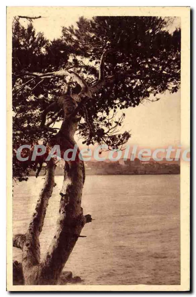 Antibes visto do Cap — 384 — editor CPAdéCollection - Frente