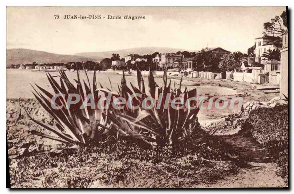 Juan-les-Pins — Estudo de Agaves — CPAdeCollection - Frente