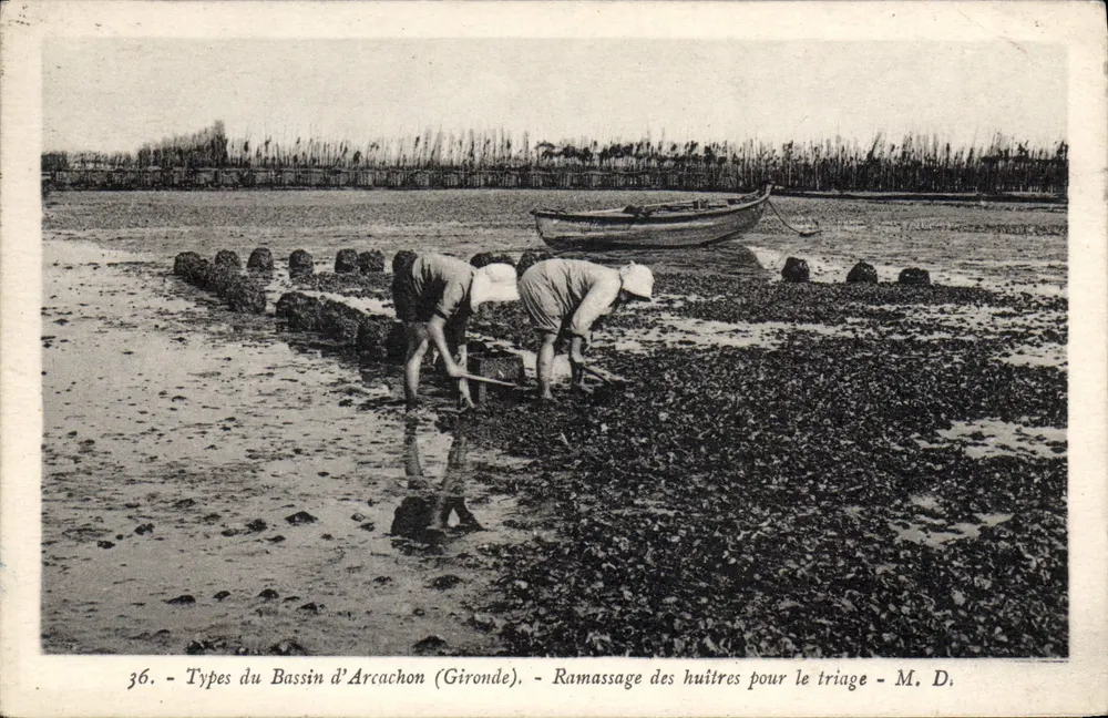 Bassin d'Arcachon (Gironde) — Muschelernte für die Sortierung — M. D. - Vorderseite