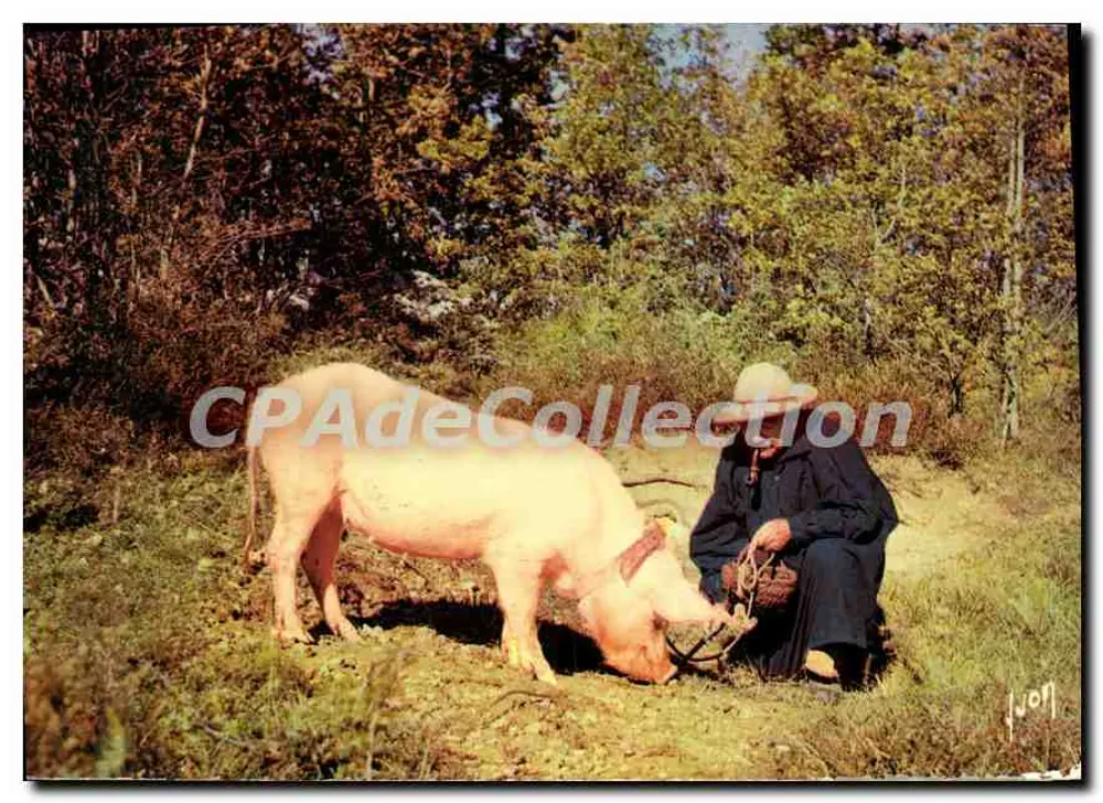 Trüffelsucher mit Schwein — Périgord — Éditions Jean Jauzé - Vorderseite