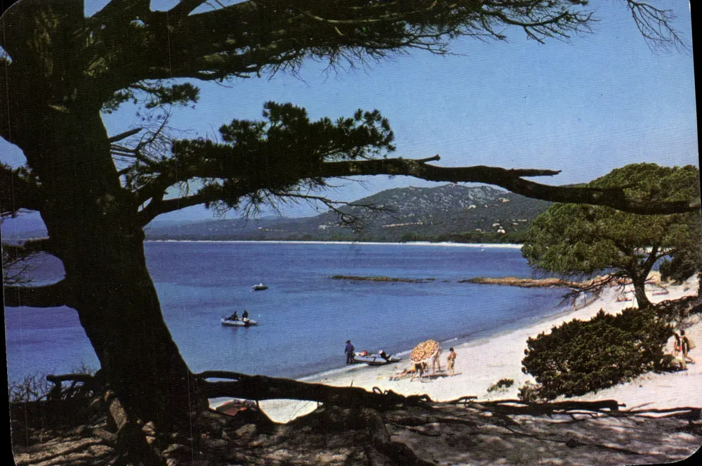 Palombaggia — goldener Sandstrand, beschattet von robusten Dattelpalmen — Les Éditeurs du Moufflon, n° 80/451 - Vorderseite