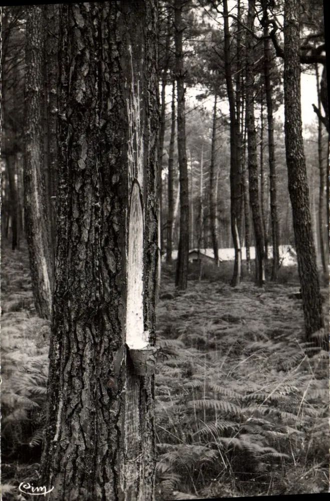 Kiefernwald — Saignée du Pin — Photographie von CIM - Vorderseite