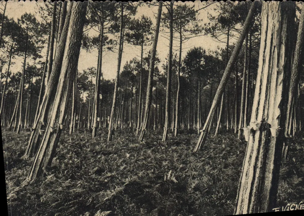 Tannenwald in Guyenne-Gascogne — Verlag E. Vigne, Nr. 6 - Vorderseite