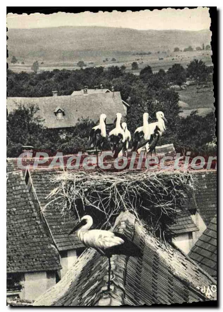 Antike Ansichtskarte Störche der Elsass — Dossenheim (Bas-Rhin) — Künstlerische Ausgabe J. Arnold, Colmar, n° H 330 - Vorderseite