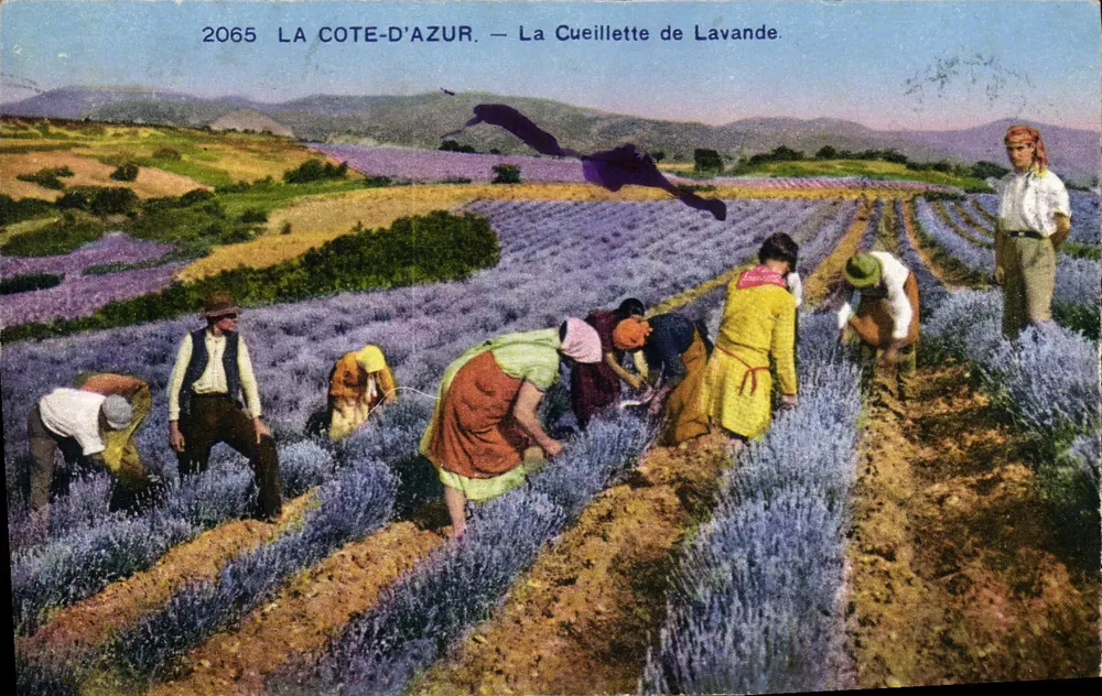 A Côte-d'Azur — A Colheita de Lavanda — Edição A.D.I.A. n°2065 - Frente
