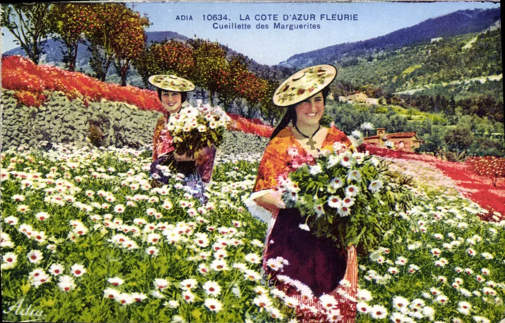 Die blühende Côte d'Azur — Margeriten pflücken — ADIA 10634 - Vorderseite