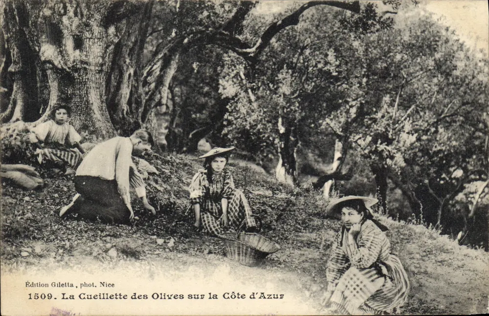 Olivenpflücken an der Côte d'Azur — Edition Gilettà, Foto Nice, Nr. 1509 - Vorderseite
