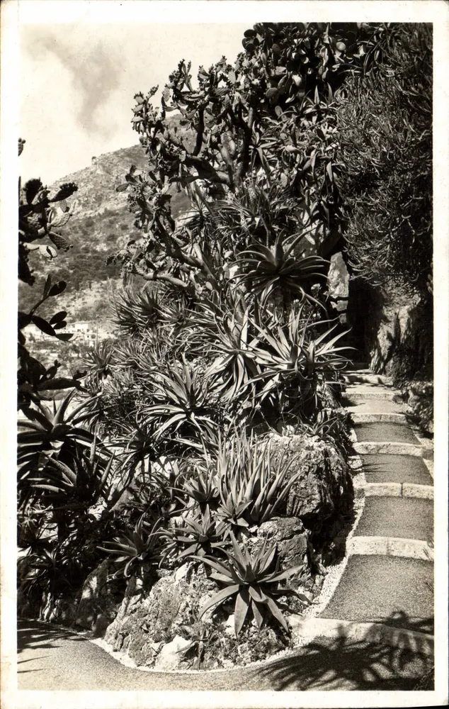 Jardim Exótico de Mônaco — Opuntia Tomentosa — Editor: Jardim Exótico de Mônaco - Frente