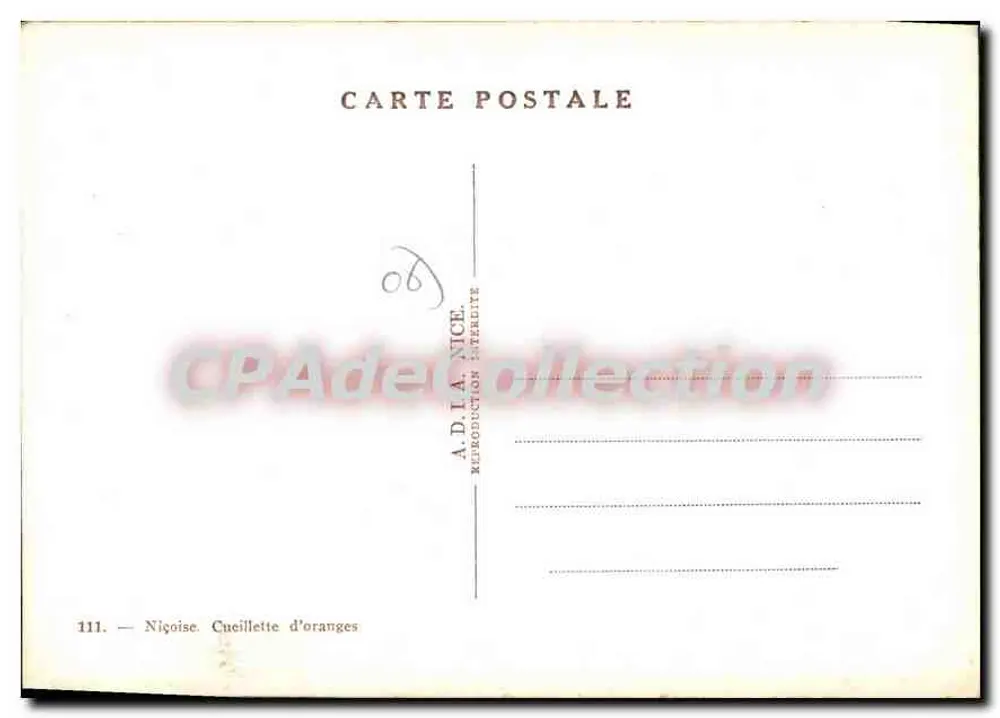 Duas jovens mulheres colhendo laranjas — A.D.A. Nice, n°111 - Verso