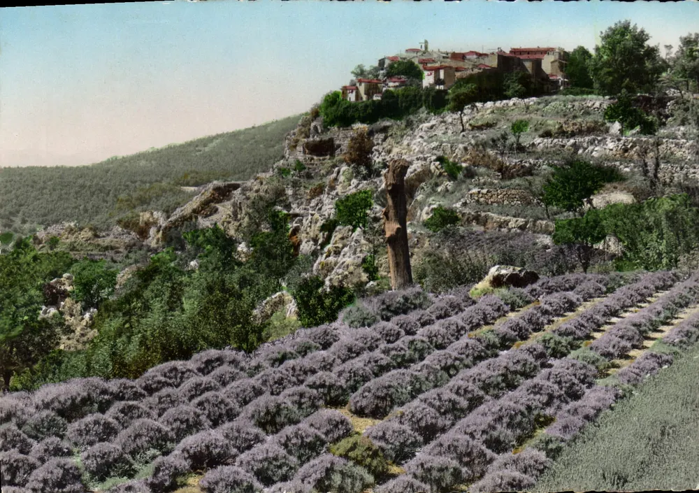 Gourdon (Alpes-Maritimes) — Lavendelfeld — L. Gilletta & Cie, Fotograf - Nice - Vorderseite