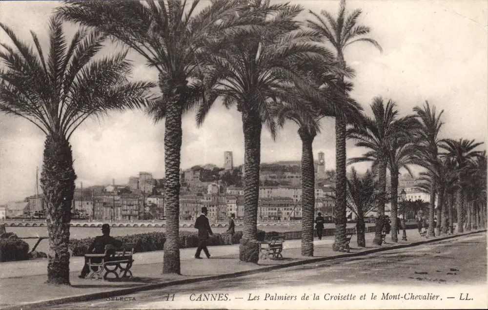 CANNES — Die Palmen der Croisette und der Mont Chevalier — LL. — Sélecta, n°11 - Vorderseite